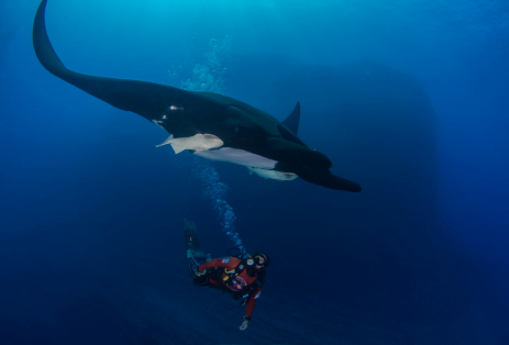 Person SCUBA diving with Manta Ray