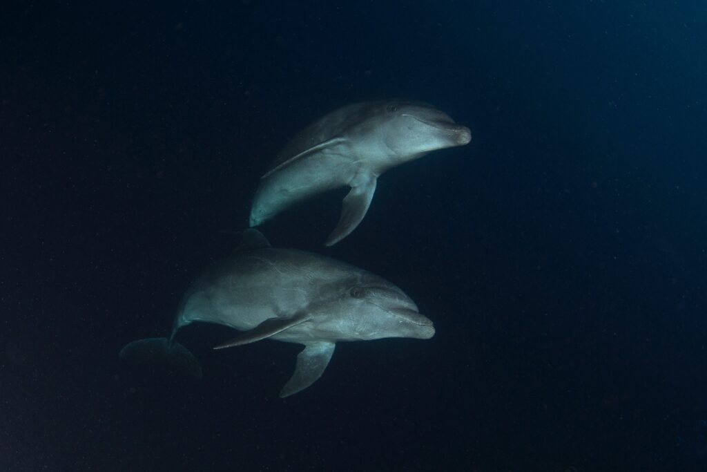 Revillagigedo Dolphins