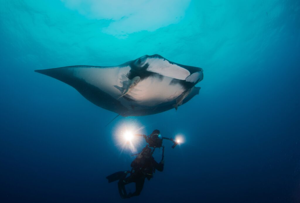 Person diving with Manta Ray in Revillagigedo