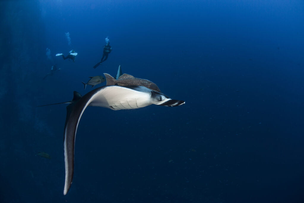 Revillagigedo Manta Ray